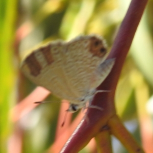 Nacaduba biocellata at Lions Youth Haven - Westwood Farm A.C.T. - 3 Feb 2024 07:28 PM