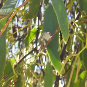 Nacaduba biocellata at Lions Youth Haven - Westwood Farm A.C.T. - 3 Feb 2024 07:28 PM