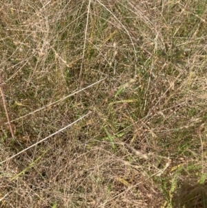 Panicum capillare at Watson, ACT - 3 Feb 2024