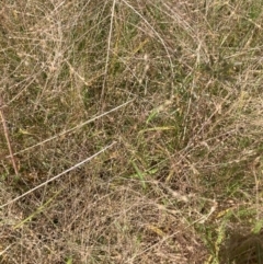 Panicum capillare (Witchgrass) at Watson, ACT - 3 Feb 2024 by waltraud