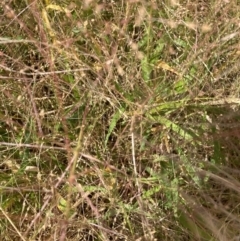 Panicum capillare at Watson, ACT - 3 Feb 2024