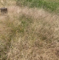 Panicum capillare at Watson, ACT - 3 Feb 2024 11:14 AM