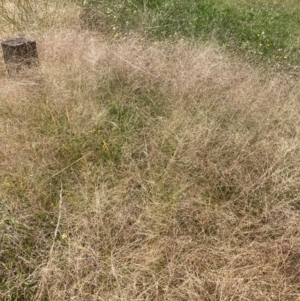 Panicum capillare at Watson, ACT - 3 Feb 2024 11:14 AM