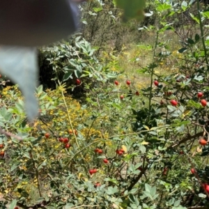 Rosa rubiginosa at Mount Majura - 2 Feb 2024