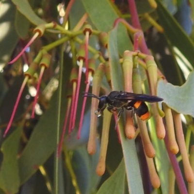 Hyleoides concinna (Wasp-mimic bee) at Lions Youth Haven - Westwood Farm A.C.T. - 3 Feb 2024 by HelenCross