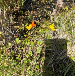 Lotus corniculatus at Namadgi National Park - 3 Feb 2024