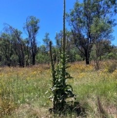 Verbascum thapsus subsp. thapsus (Great Mullein, Aaron's Rod) at Mount Majura - 2 Feb 2024 by waltraud