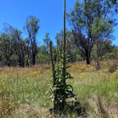 Verbascum thapsus subsp. thapsus (Great Mullein, Aaron's Rod) at Watson, ACT - 2 Feb 2024 by waltraud