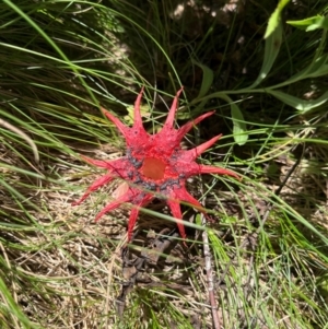 Aseroe rubra at Namadgi National Park - 3 Feb 2024 01:17 PM