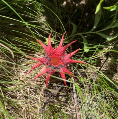 Aseroe rubra (Anemone Stinkhorn) at Rendezvous Creek, ACT - 3 Feb 2024 by dgb900