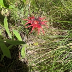 Aseroe rubra at Namadgi National Park - 3 Feb 2024