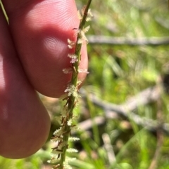 Hemarthria uncinata (Matgrass) at Namadgi National Park - 3 Feb 2024 by dgb900