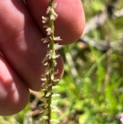 Hemarthria uncinata at Namadgi National Park - 3 Feb 2024