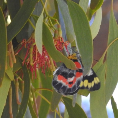 Delias harpalyce (Imperial Jezebel) at Lions Youth Haven - Westwood Farm A.C.T. - 3 Feb 2024 by HelenCross