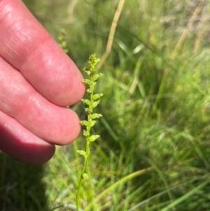 Microtis sp. at Namadgi National Park - 3 Feb 2024