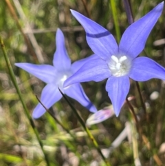 Wahlenbergia sp. (Bluebell) at Rendezvous Creek, ACT - 3 Feb 2024 by dgb900