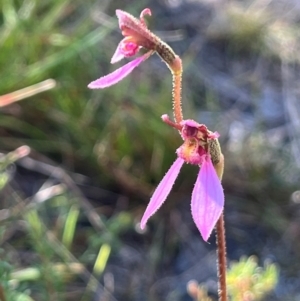 Eriochilus magenteus at Namadgi National Park - 3 Feb 2024