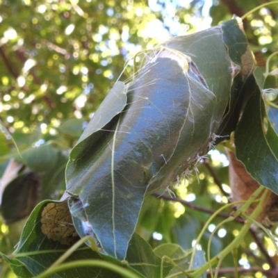 Dichocrocis clytusalis (Kurrajong Leaf-tier, Kurrajong Bag Moth) at Lions Youth Haven - Westwood Farm A.C.T. - 3 Feb 2024 by HelenCross