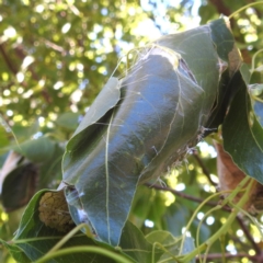 Dichocrocis clytusalis (Kurrajong Leaf-tier, Kurrajong Bag Moth) at Lions Youth Haven - Westwood Farm - 3 Feb 2024 by HelenCross