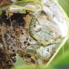 Dichocrocis clytusalis at Lions Youth Haven - Westwood Farm A.C.T. - 3 Feb 2024 07:45 PM