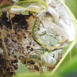 Dichocrocis clytusalis at Lions Youth Haven - Westwood Farm A.C.T. - 3 Feb 2024