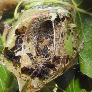 Dichocrocis clytusalis at Lions Youth Haven - Westwood Farm A.C.T. - 3 Feb 2024