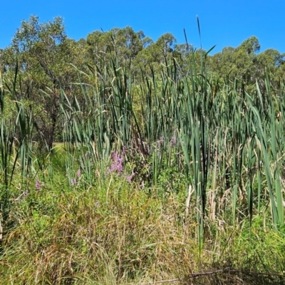 Typha sp. (Cumbungi) at Uriarra Village, ACT - 3 Feb 2024 by BethanyDunne