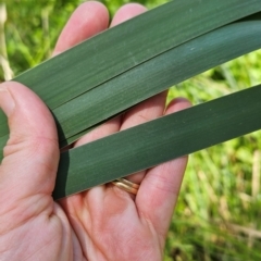 Typha sp. at BLU111: Condor @ Pabral Rd - 3 Feb 2024