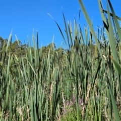 Typha sp. at BLU111: Condor @ Pabral Rd - 3 Feb 2024