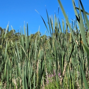 Typha sp. at BLU111: Condor @ Pabral Rd - 3 Feb 2024