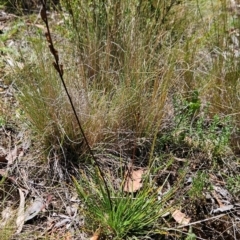 Stylidium graminifolium (Grass Triggerplant) at Uriarra Village, ACT - 3 Feb 2024 by BethanyDunne