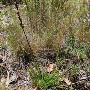 Stylidium graminifolium at Lower Cotter Catchment - 3 Feb 2024