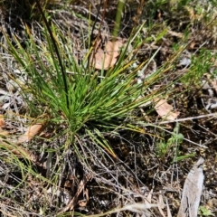 Stylidium graminifolium at Lower Cotter Catchment - 3 Feb 2024