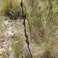 Stylidium graminifolium at Lower Cotter Catchment - 3 Feb 2024