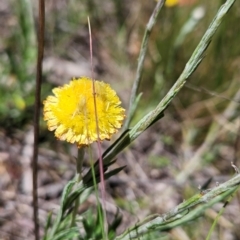 Coronidium gunnianum (Gunn's Everlasting) at Uriarra Village, ACT - 3 Feb 2024 by BethanyDunne