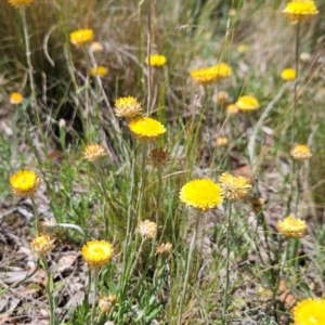 Coronidium gunnianum at Lower Cotter Catchment - 3 Feb 2024