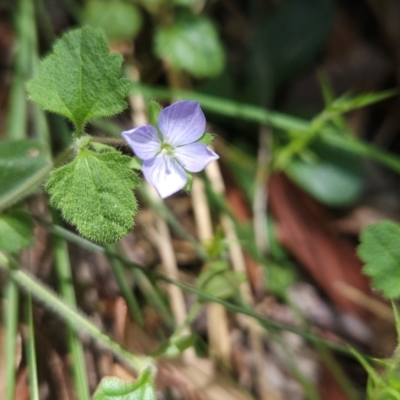 Veronica calycina (Hairy Speedwell) at Lower Cotter Catchment - 3 Feb 2024 by BethanyDunne