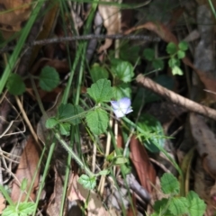 Veronica calycina at Lower Cotter Catchment - 3 Feb 2024