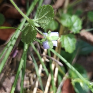Veronica calycina at Lower Cotter Catchment - 3 Feb 2024