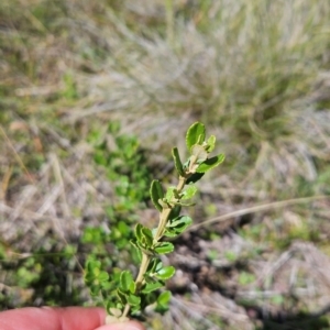 Olearia myrsinoides at Lower Cotter Catchment - 3 Feb 2024