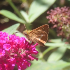 Dispar compacta (Barred Skipper) at QPRC LGA - 3 Feb 2024 by MatthewFrawley