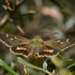 Dispar compacta at Tidbinbilla Nature Reserve - 3 Feb 2024