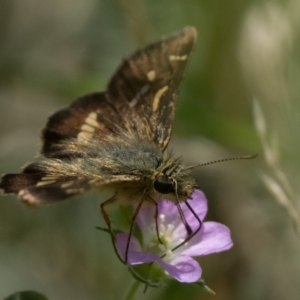 Dispar compacta at Tidbinbilla Nature Reserve - 3 Feb 2024