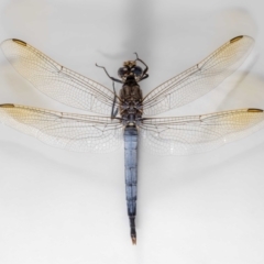 Orthetrum caledonicum (Blue Skimmer) at Jerrabomberra, NSW - 2 Feb 2024 by MarkT