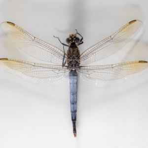 Orthetrum caledonicum at QPRC LGA - suppressed