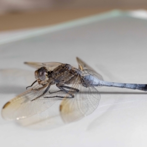 Orthetrum caledonicum at QPRC LGA - suppressed