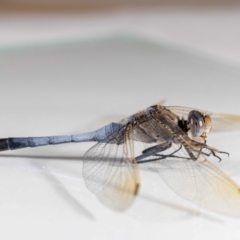 Orthetrum caledonicum at QPRC LGA - suppressed