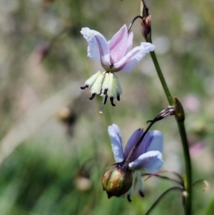 Arthropodium milleflorum at Top Hut TSR - 2 Feb 2024 11:37 AM