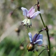 Arthropodium milleflorum (Vanilla Lily) at Dry Plain, NSW - 2 Feb 2024 by brunonia