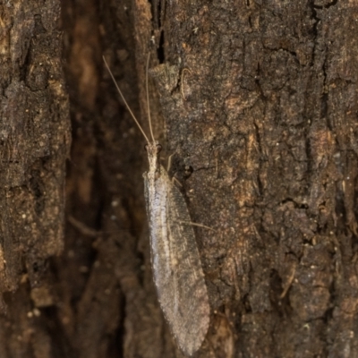 Oedosmylus tasmaniensis (Lacewing) at Tidbinbilla Nature Reserve - 3 Feb 2024 by patrickcox